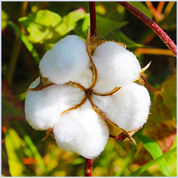 Raw-Cotton